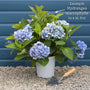 Hydrangea macrophylla 'Florentina Pink' Shrubs