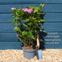 Hydrangea macrophylla 'Bouquet Rose' Shrubs