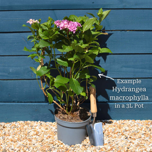 Hydrangea macrophylla 'Libelle' Shrubs