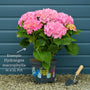 Hydrangea 'Rendez-Vous Confetti Panther' Shrubs