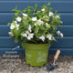 Hydrangea macrophylla 'Runaway Bride' Shrubs