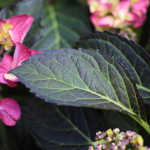 Hydrangea macrophylla 'Dark Angel Purple' Shrubs