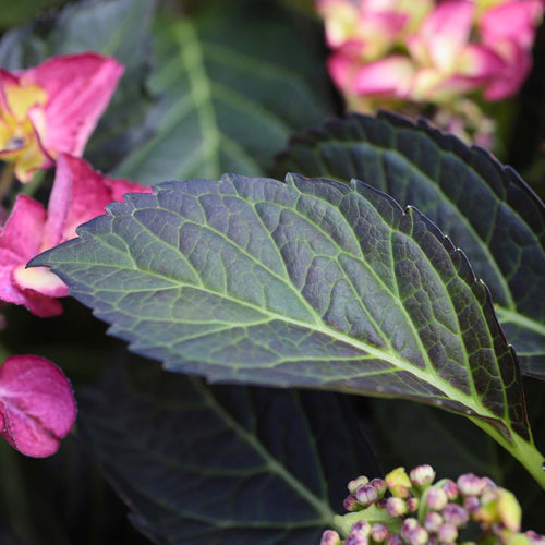 Hydrangea macrophylla 'Dark Angel Purple' Shrubs