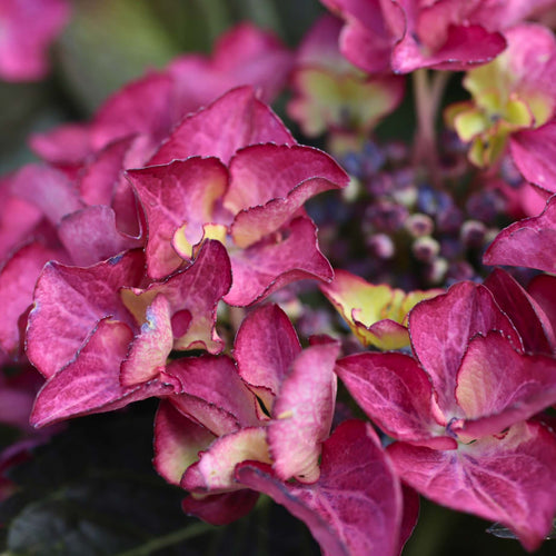 Hydrangea macrophylla 'Dark Angel Purple' Shrubs
