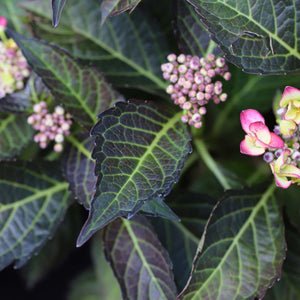 Hydrangea macrophylla 'Dark Angel Purple' Shrubs