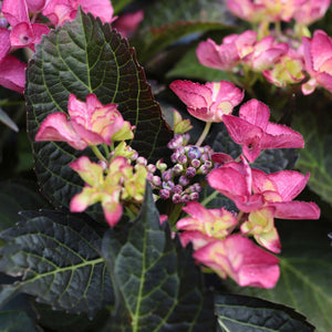 Hydrangea macrophylla 'Dark Angel Purple' Shrubs