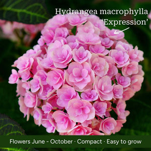 The Hydrangea Gift Shrubs