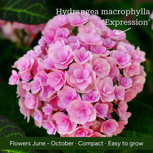 The Hydrangea Gift Shrubs
