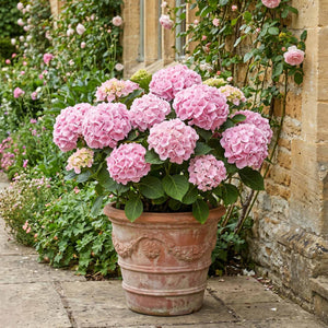Hydrangea macrophylla 'Florentina Pink' Shrubs