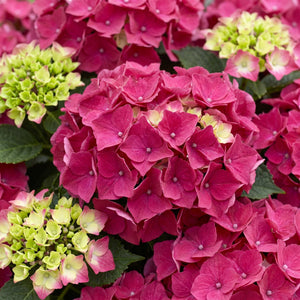 Hydrangea macrophylla 'Forever & Ever Red' Shrubs
