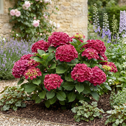 Hydrangea macrophylla 'Forever & Ever Red' Shrubs