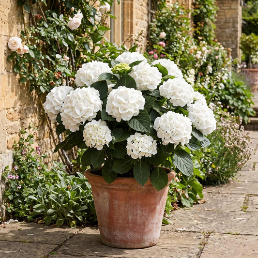 Hydrangea macrophylla 'Ice Boy' Shrubs
