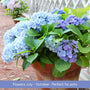 The Hydrangea Gift Shrubs