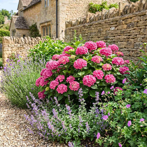Hydrangea macrophylla 'Little Pink' Shrubs