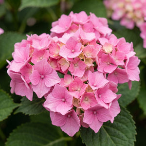 Hydrangea macrophylla 'Little Pink' Shrubs
