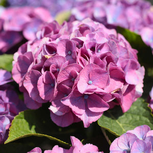 Hydrangea macrophylla 'Little Purple' Shrubs