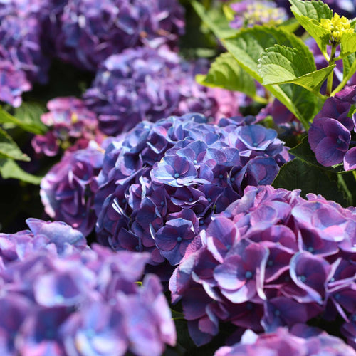 Hydrangea macrophylla 'Little Purple' Shrubs