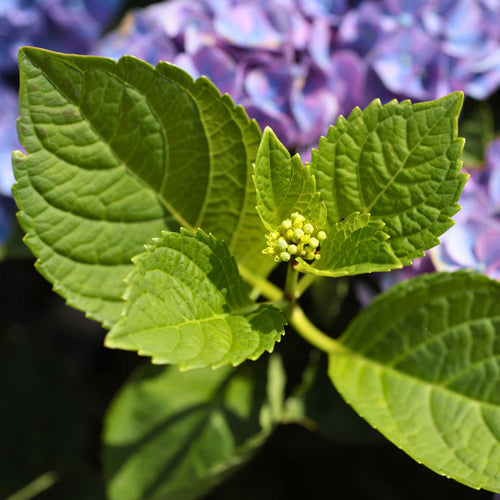 Hydrangea macrophylla 'Little Purple' Shrubs