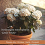The Hydrangea Gift Shrubs