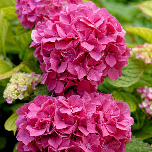 Premium Plant in a 5L Pot Shrubs