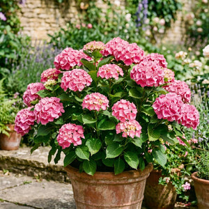 Premium Plant in a 5L Pot Shrubs