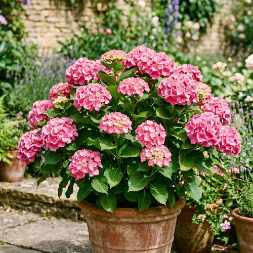 Premium Plant in a 5L Pot Shrubs