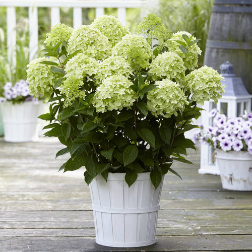 Hydrangea paniculata 'White Light' Shrubs