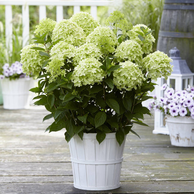 Hydrangea paniculata 'White Light' Shrubs