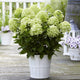 Hydrangea paniculata 'White Light' Shrubs