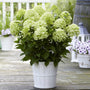 Hydrangea paniculata 'White Light' Shrubs