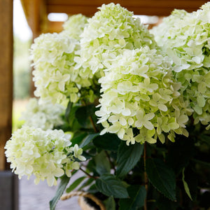 Hydrangea paniculata 'White Light' Shrubs