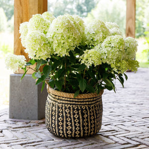 Hydrangea paniculata 'White Light' Shrubs