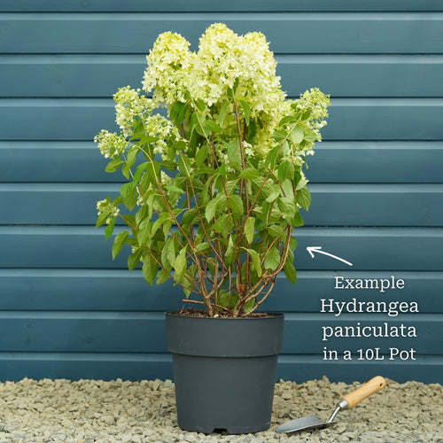 Hydrangea paniculata 'Vanille Fraise' Shrubs