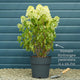 Hydrangea paniculata 'Vanille Fraise' Shrubs