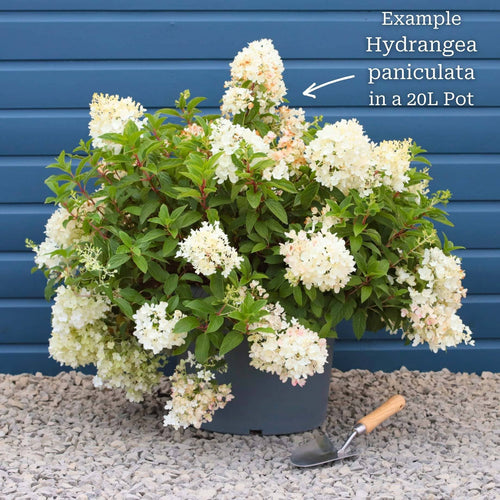 Hydrangea paniculata 'Candlelight' Shrubs