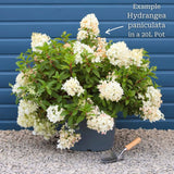 Hydrangea paniculata 'Candlelight' Shrubs