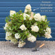 Hydrangea paniculata 'Candlelight' Shrubs