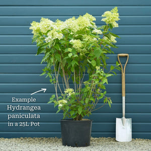 Hydrangea paniculata 'Phantom' Shrubs