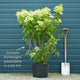 Hydrangea paniculata 'Phantom' Shrubs