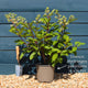 Hydrangea paniculata 'Candlelight' Shrubs