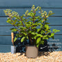 Hydrangea paniculata 'Candlelight' Shrubs