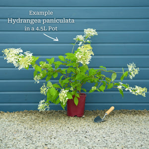 Hydrangea paniculata 'Vanille Fraise' Shrubs