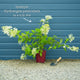 Hydrangea paniculata 'Vanille Fraise' Shrubs