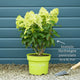 Hydrangea paniculata 'Silver Dollar' Shrubs
