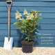 Hydrangea paniculata 'Candlelight' Shrubs