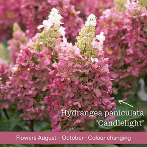 The Hydrangea Gift Shrubs