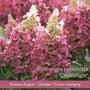 The Hydrangea Gift Shrubs