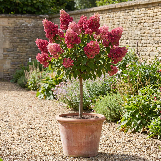 Patio Hydrangea Tree | Hydrangea paniculata 'Magical 'Fire'® Shrubs