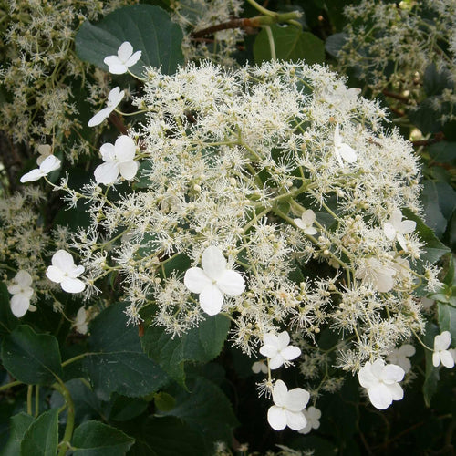 Climbing Hydrangea | Hydrangea petiolaris Climbing Plants