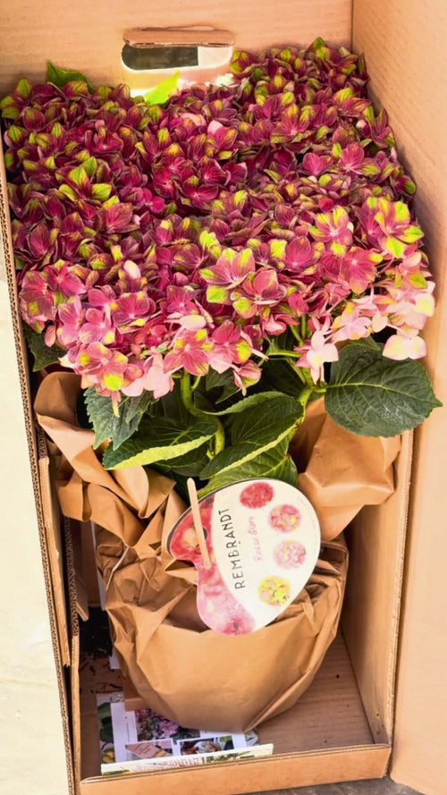Luci unboxes a hydrangea